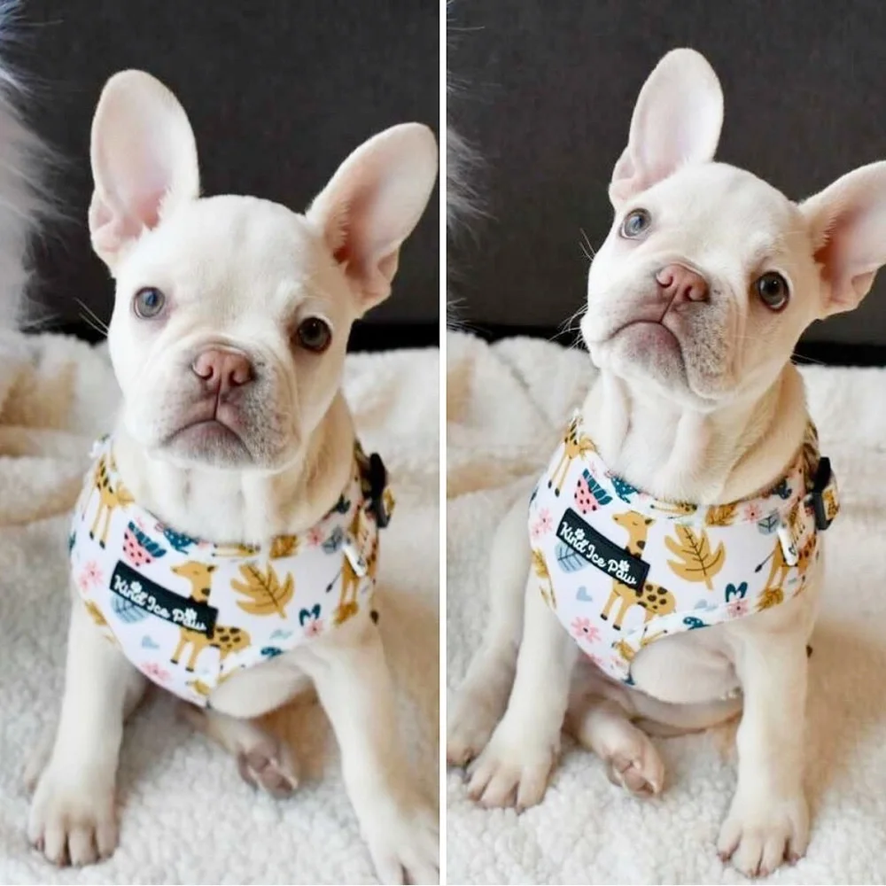 Brand New - Jungle Safari Pup Dog Harness - Picture 1 of 10